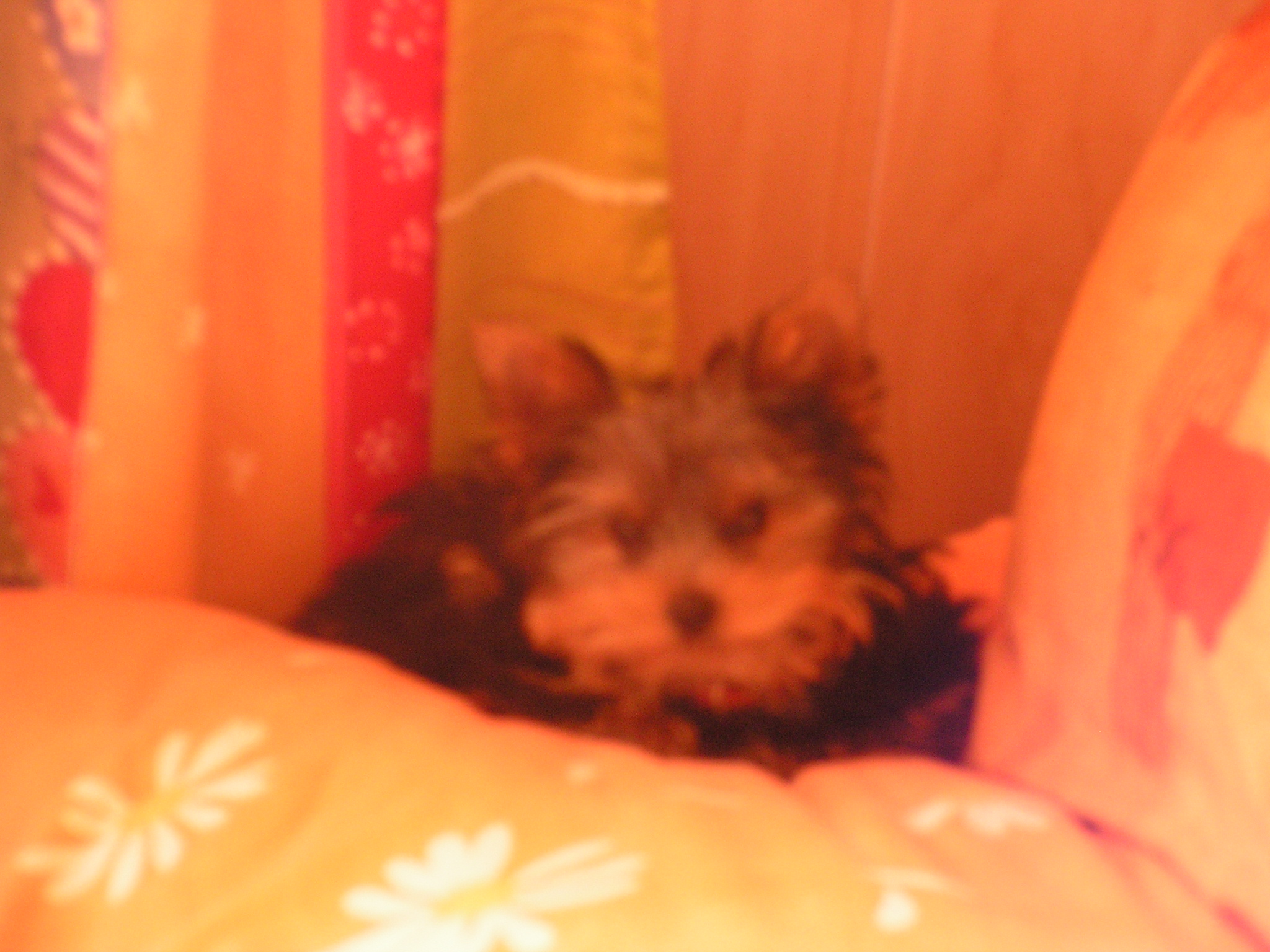 Pict0146.jpg